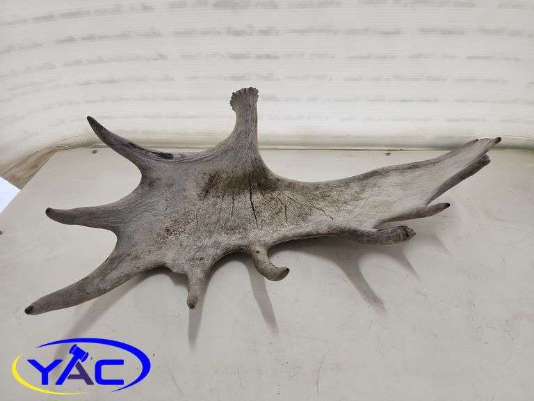 Moose Shed
