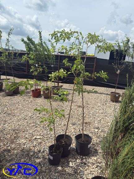 3- Heyer12 Apple Tree's (BUYER MUST PAY 3X THE BID PRICE)