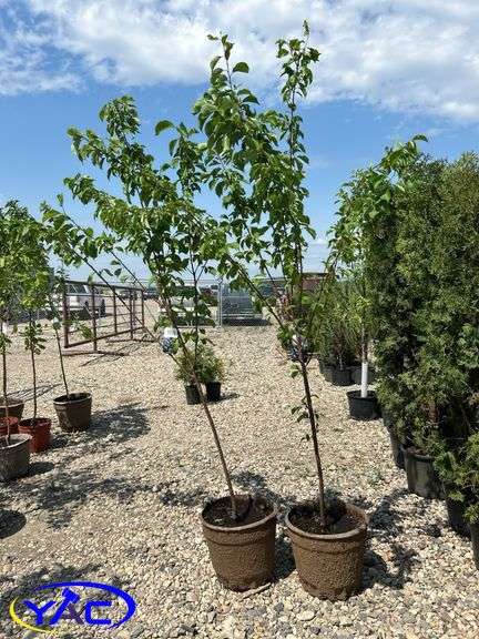 2- Brook Red Plum's (BUYER MUST PAY 2X THE BID PRICE)
