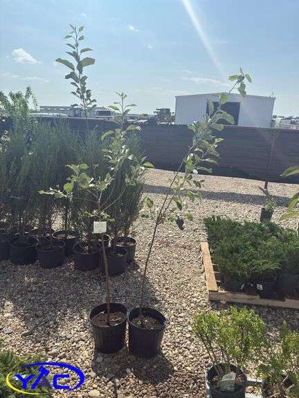 2- Honeycrisp Apple Tree's (BUYER MUST PAY 2X THE BID PRICE)