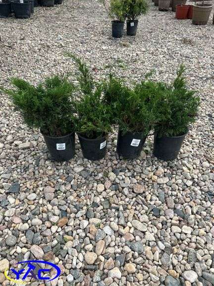 4- Savin Juniper (BUYER MUST PAY 4X THE BID PRICE)