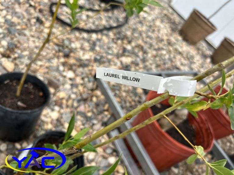 5- Laurel Willow (BUYER MUST PAY 5X THE BID PRICE)