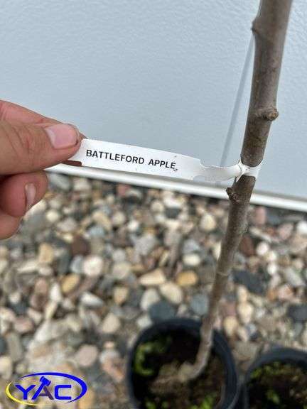 2 -Battleford Apple Trees (BUYER MUST PAY 2X THE BID PRICE)