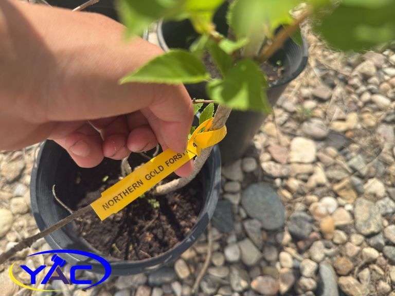 3- Nothern Gold Forsythia (BUYER MUST PAY 3X THE BID PRICE)