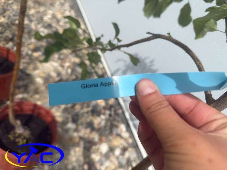 3- Gloria Apple Tree's (BUYER MUST PAY 3X THE BID PRICE)