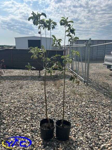 2- Parkland Apple Tree (BUYER MUST PAY 2X THE BID PRICE)