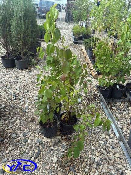 3- Nannyberry Shrubs (BUYER MUST PAY 3X THE BID PRICE)