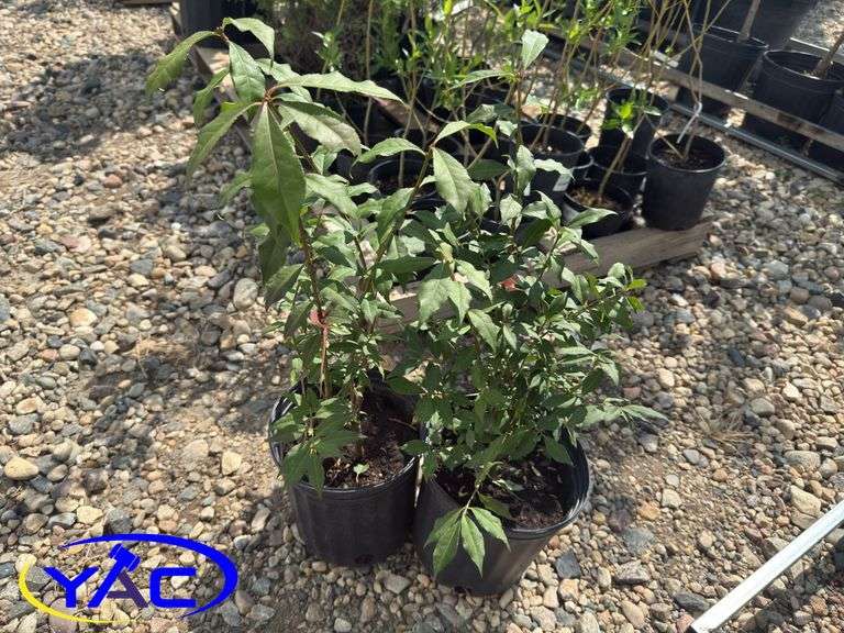 2 - Burning Bush (BUYER MUST PAY 2X THE BID PRICE)