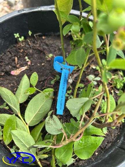 4- North Blue Blueberry  BUYER MUST PAY 4X THE BID PRICE)