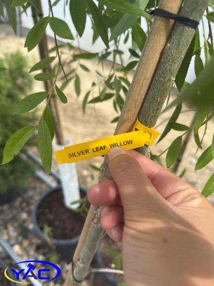 2- Sliver Leaf Willow (BUYER MUST PAY 2X THE BID PRICE)
