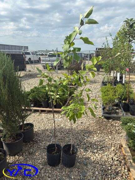 2- Goodland Apple Trees (BUYER MUST PAY 2X THE BID PRICE)