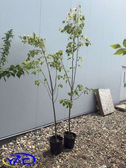 2- Greenspire Linden Trees (BUYER MUST PAY 2X THE BID PRICE)