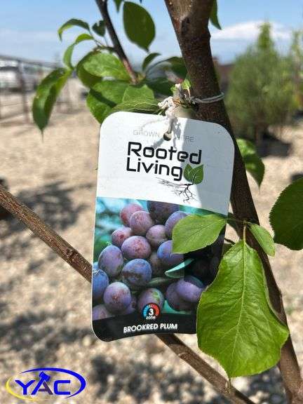 2- Brook Red Plum's (BUYER MUST PAY 2X THE BID PRICE)