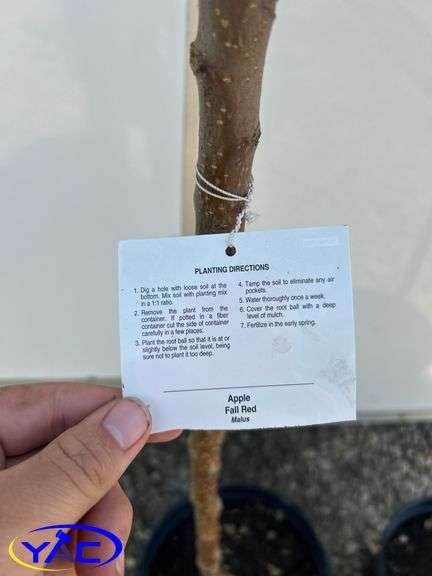 2- Fall Red Apple Tree's (BUYER MUST PAY 2X THE BID PRICE)