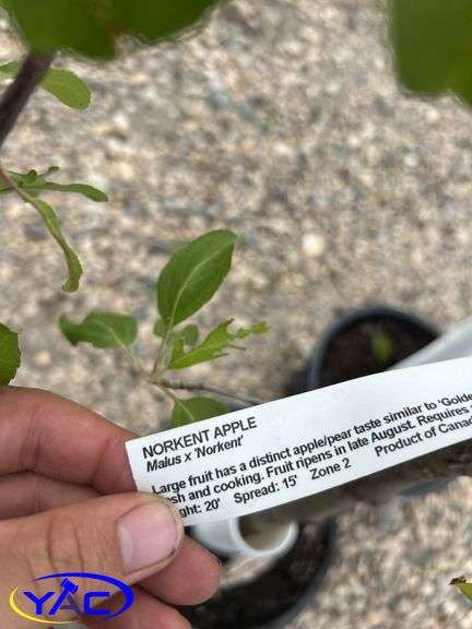 2- Norkent Apple Tree (BUYER MUST PAY 2X THE BID PRICE)