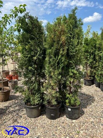 5 - Brandon Pyramid Cedars (BUYER MUST PAY 5X THE BID PRICE)