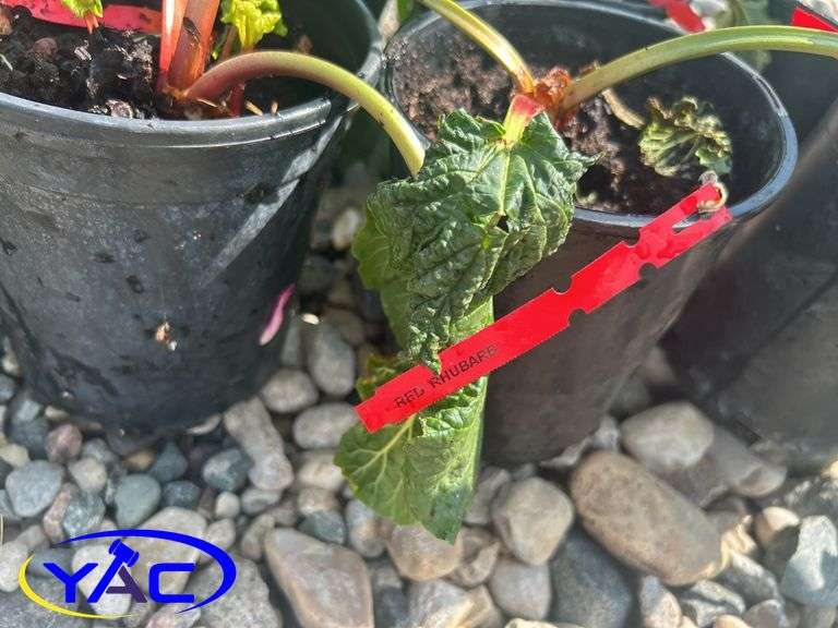 10- Red Rhubarb (BUYER MUST PAY 10X THE BID PRICE)