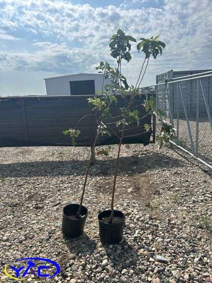 2- Parkland Apple Tree (BUYER MUST PAY 2X THE BID PRICE)