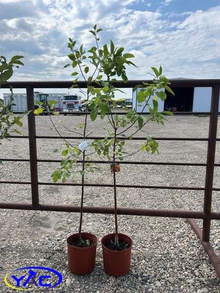 2- Gemini Apple Tree's (BUYER MUST PAY 2X THE BID PRICE)