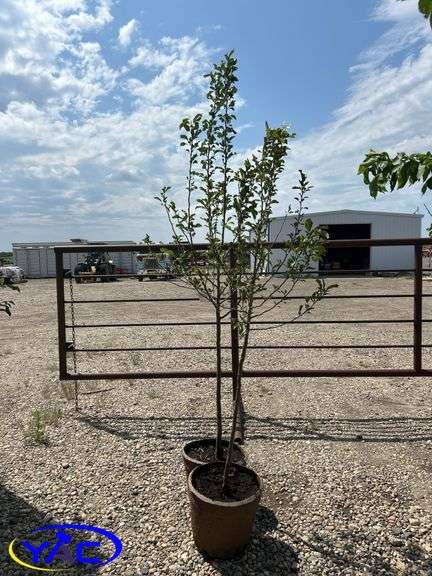 2 - Trail Crabapple (BUYER MUST PAY 2X THE BID PRICE)