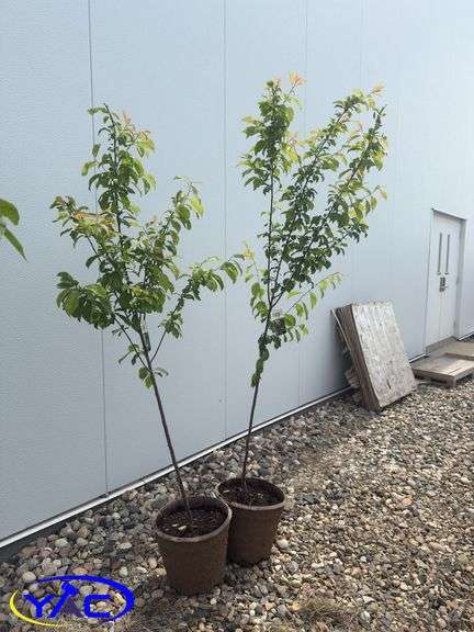 2- Pembina Plum's (BUYER MUST PAY 2X THE BID PRICE)
