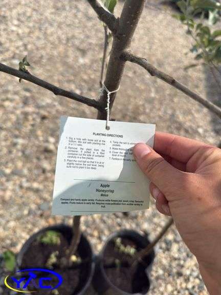 2- Honeycrisp Apple Tree's (BUYER MUST PAY 2X THE BID PRICE)