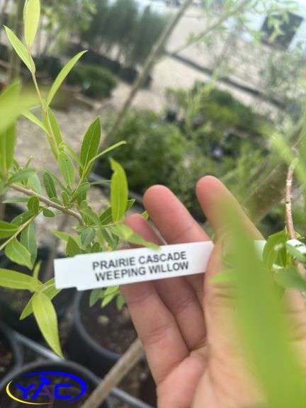 6- Prairie Cascade Weeping Willow (BUYER MUST PAY 6X THE BID PRICE)