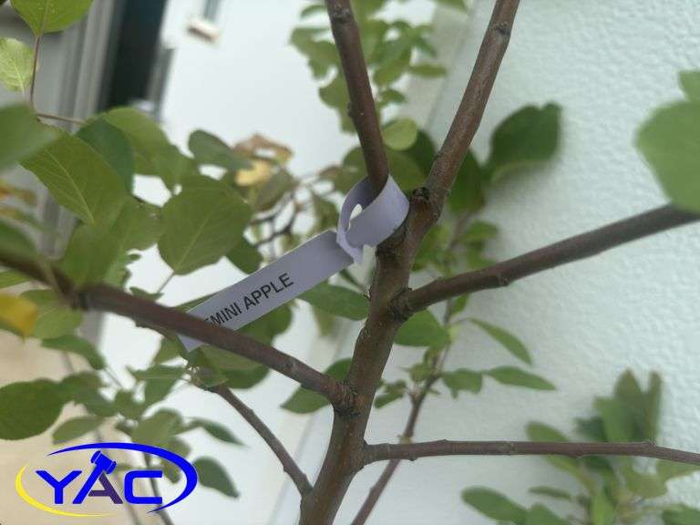 3-Gemini Apple Tree's (BUYER MUST PAY 3X THE BID PRICE)