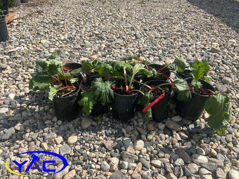 10- Red Rhubarb (BUYER MUST PAY 10X THE BID PRICE)