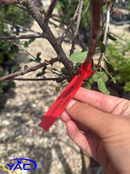 2-Crimson Passion Cherries (BUYER MUST PAY 2X THE BID PRICE)