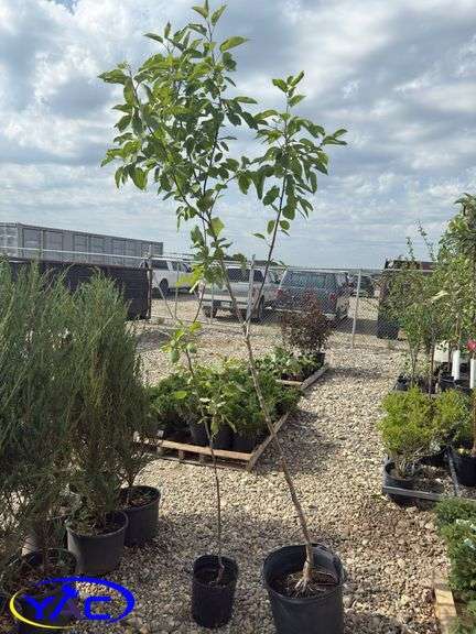 2- Goodland Apple Trees (BUYER MUST PAY 2X THE BID PRICE)