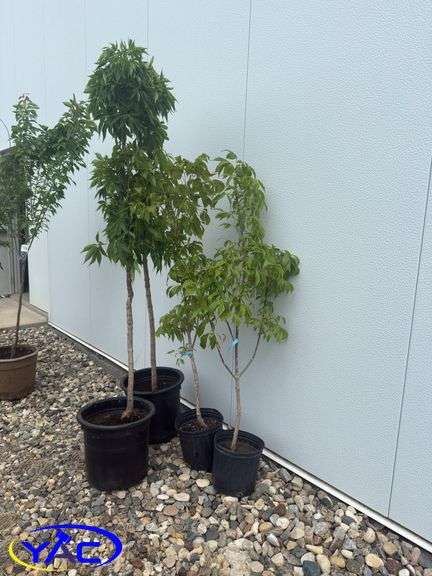 4- Ohio Buckeye (BUYER MUST PAY 4X THE BID PRICE)