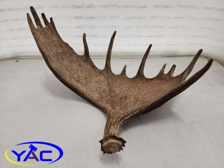 Moose Shed