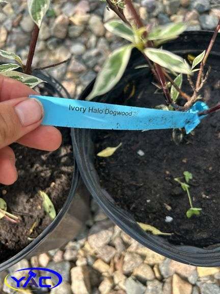 3- Ivory Halo Dogwood (BUYER MUST PAY 3X THE BID PRICE)
