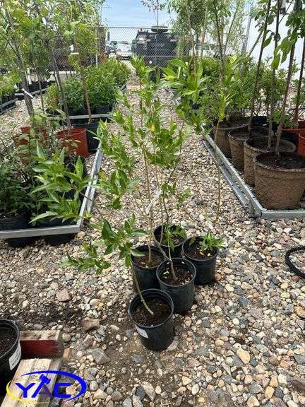 5- Laurel Willow (BUYER MUST PAY 5X THE BID PRICE)
