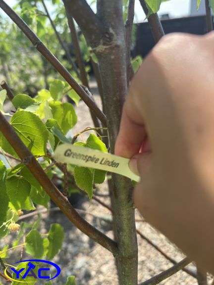 3- Greenspire Linden Trees (BUYER MUST PAY 3X THE BID PRICE)