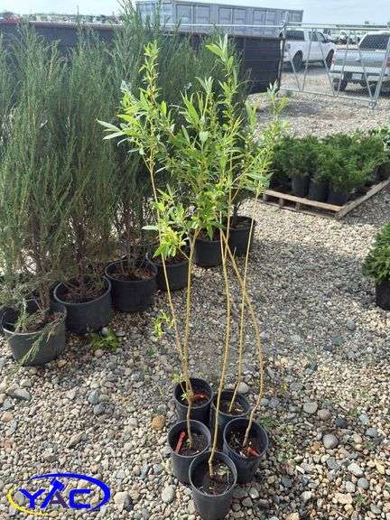 5- Golden Willows (BUYER MUST PAY 5X THE BID PRICE)