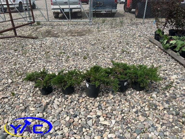 5- Buffalo Juniper (BUYER MUST PAY 5X THE BID PRICE)