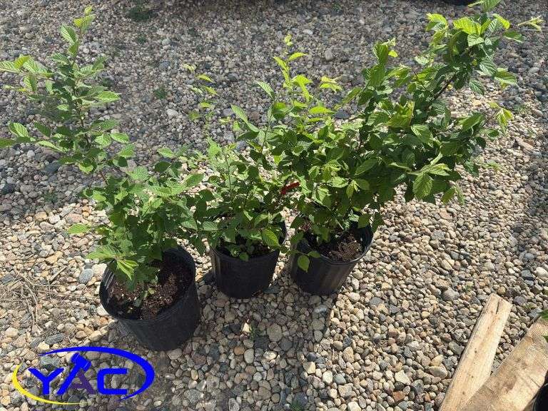 3- Nanking Cherries (BUYER MUST PAY 3X THE BID PRICE)