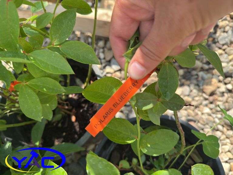 4- Polaris Blueberry (BUYER MUST PAY 4X THE BID PRICE)