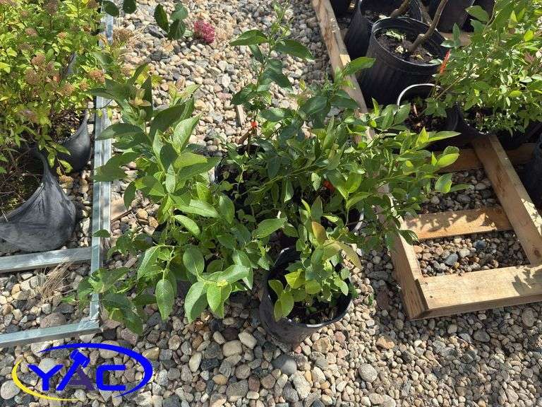 4- Polaris Blueberry (BUYER MUST PAY 4X THE BID PRICE)