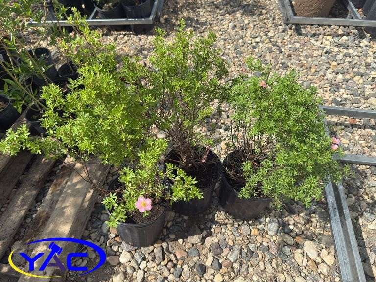 3- Pink Beauty Potentilla (BUYER MUST PAY 3X THE BID PRICE)