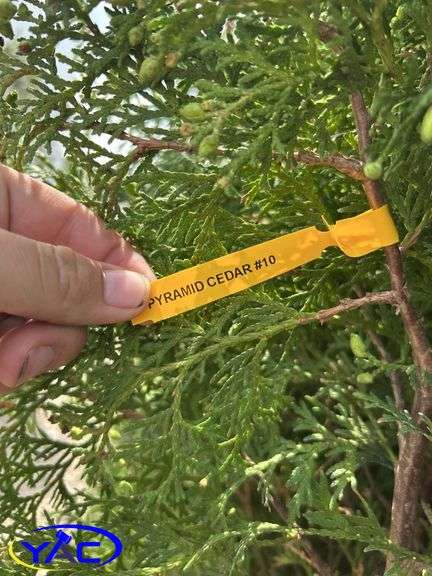 5 - Brandon Pyramid Cedars (BUYER MUST PAY 5X THE BID PRICE)