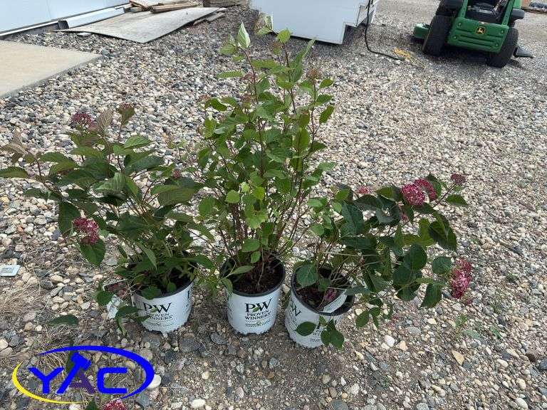 3- Invincible Ruby’s (BUYER MUST PAY 3X THE BID PRICE)
