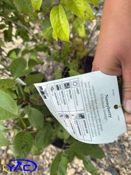 3- Nannyberry Shrubs (BUYER MUST PAY 3X THE BID PRICE)