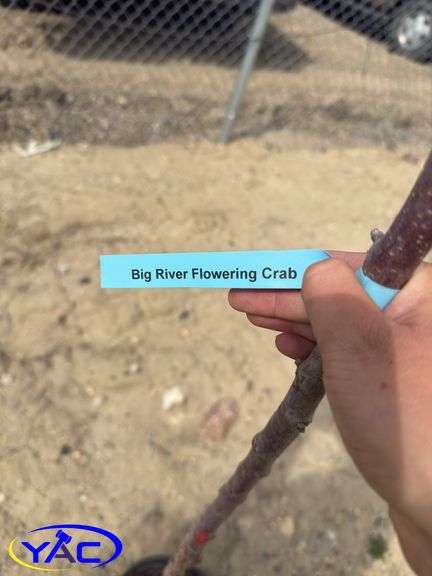 Big River Flowering Crab Tree
