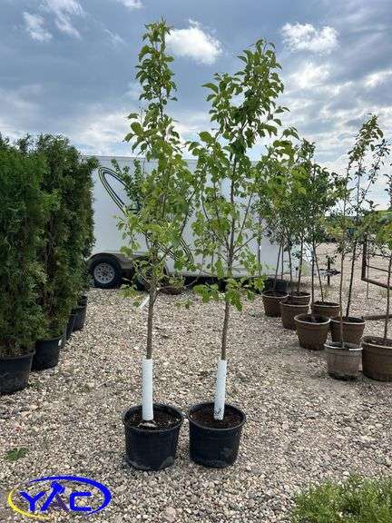 2- Norkent Apple Tree (BUYER MUST PAY 2X THE BID PRICE)