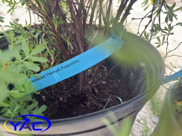3- Coronation Triumph Potentilla's (BUYER MUST PAY 3X THE BID PRICE)