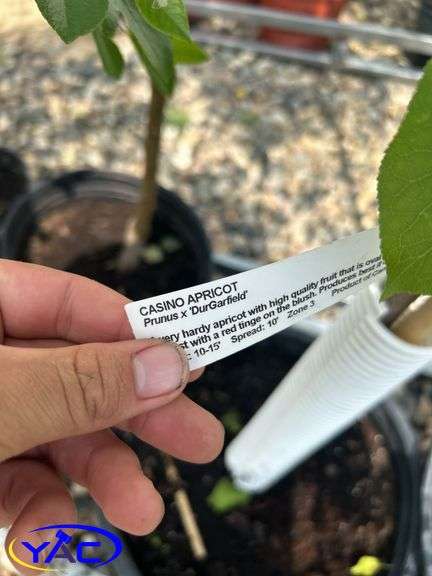 3- Casino Apricot (BUYER MUST PAY  3X THE BID PRICE)