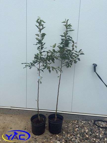 2 - Dolgo Crabapple (BUYER MUST PAY 2X THE BID PRICE)